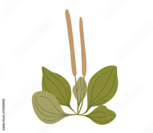Large plantain plant and leaves. Plantago major. Cosmetic and medical plant. Vector illustration.