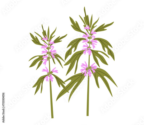 Vector drawing plant of Chinese motherwort , Leonurus japonicus, medicinal herb. Botanical illustration.