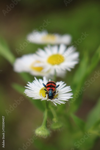 bee-eating beetle (Trichodes apiarius) on flower