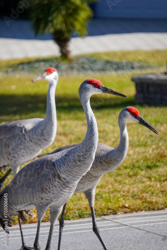 three sandhill cranes