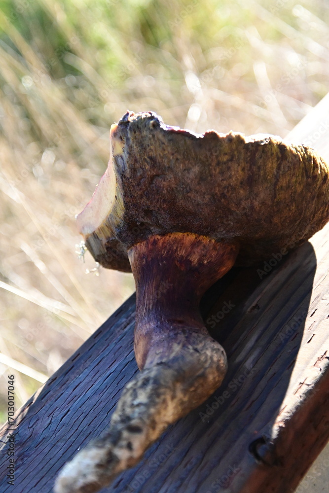 Fototapeta premium mushrooms on a tree