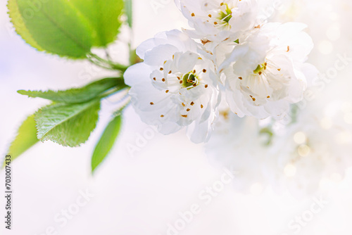 Spring flowers closeup on a white background with bokeh and copy space. Blossoming flowers of a fruit tree. Beautiful spring background.