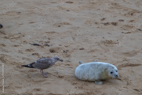 Beautiful grey Atlantic seal pup under 2 weeks old with its white fluffy coat resting on the beach looking curious and playful, being chased by a seagull which keeps pecking him