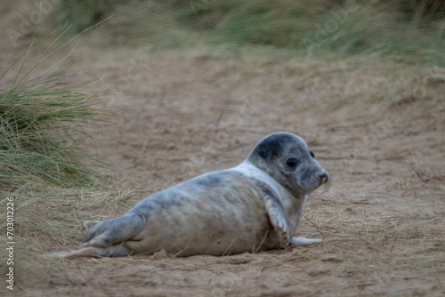 Lone Atlantic grey seal pup just over a few weeks old in the grasslands just off the beach playing around