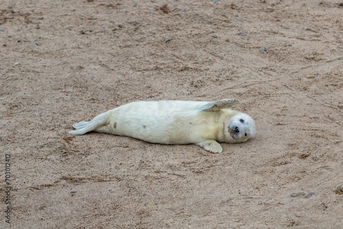 Beautiful grey Atlantic seal pup under 2 weeks old with its white fluffy coat resting on the beach looking curious and playful, looking at the camera
