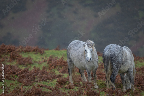 Two grey wild horses grazing in the valley during a heavy rainfall