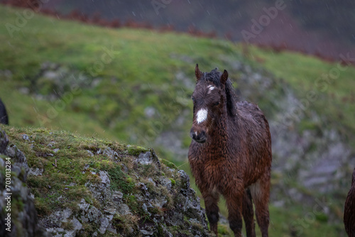 Beautiful bay blue eye wild horse navigating around the rocks on top of a valley during a heavy rain downpour photo