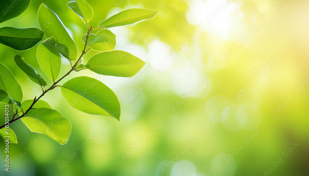 Nature of green leaf with bokeh background in summer, Natural green leaves plants with sunlight in springtime, copy space, environment ecology. Nature of green leaf with bokeh background in summer, Natural green leaves plants with sunlight in springtime, copy space, environment ecology.