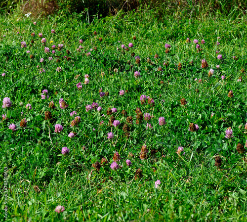 Clover purple flowers are on green background of meadow grass.