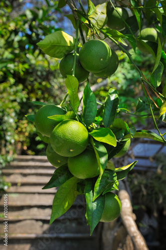 Still green oranges ripening on the orange tree