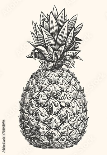 Hand drawn pineapple. Tropical summer fruit engraved style vector illustration
