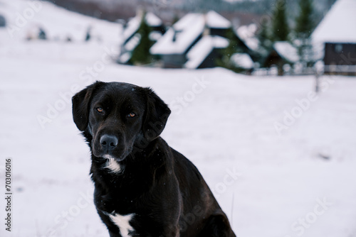 Black dog sits in the snow near the village 