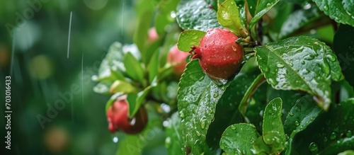 Cotton aphids affect pomegranate leaves and blossoms, after rain.