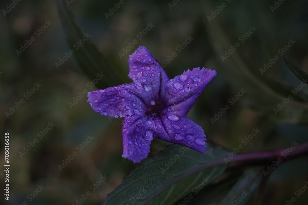 Morning Purple Flower