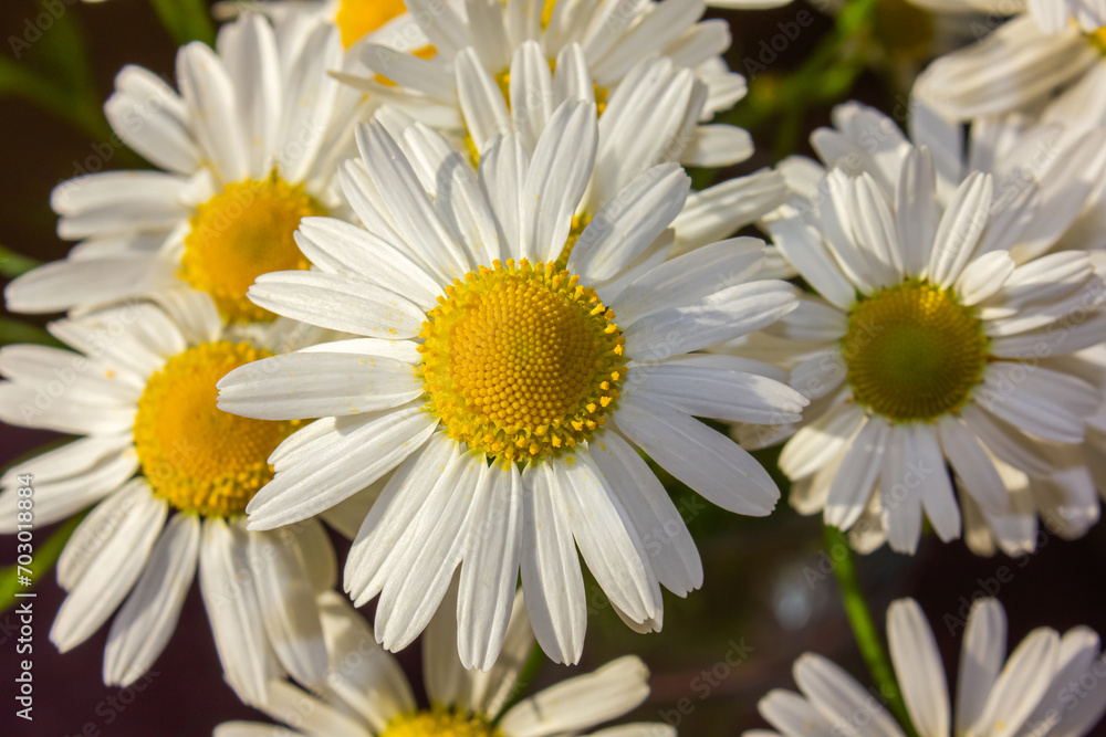 Fototapeta premium Closeup Charming big white daisies on a spring field. Big white daisies bloom in spring.