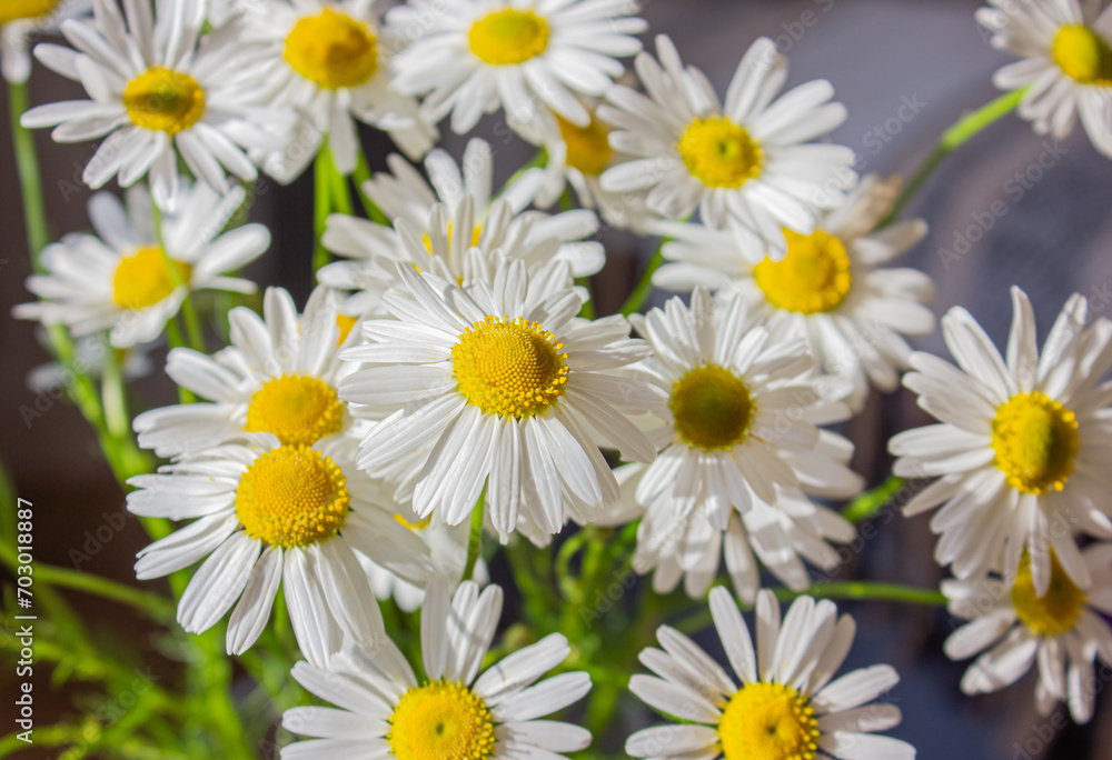 Close-up of white Daises flowers in the garden. Close up of white Daises with nice yellow center.