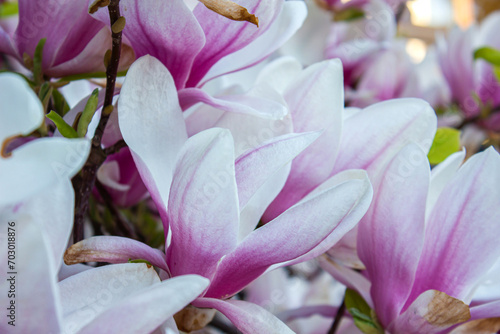 Magnolia Soulangeana close-up, spring background. Beautiful pink Magnolia soulangeana flowers on a tree. photo