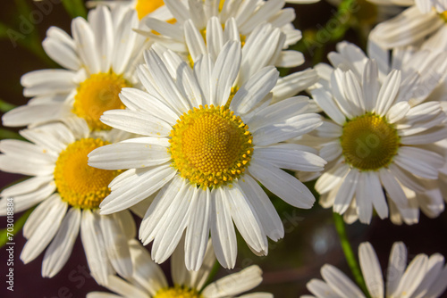 Fototapeta Naklejka Na Ścianę i Meble -  Closeup Charming big white daisies on a spring field. Big white daisies bloom in spring.