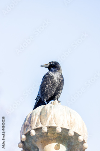 Carrion Crow (Corvus corone) Outdoors