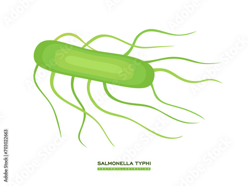 Salmonella Typhi bacterium causing of typhoid fever. Salmonella enterica Typhi Bacteria in flat style isolated on white background. Bacterial microorganism. Concept of Biology and medical. Vector