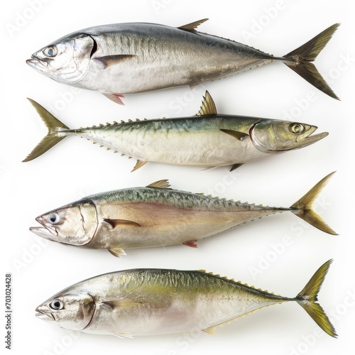 Group of Fish on White Surface