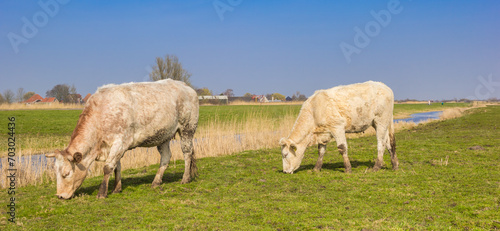 Panorama of cows grazing in the nature area near Zaandam, Netherlands photo