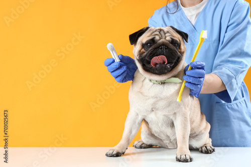 Veterinarian with toothbrushes and pug dog on table against yellow background