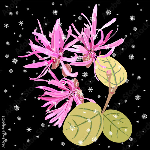 Blooming flowers of Loropetalum Chinense plant under snowflakes. Seasonal winter design. Chinese fringe flower or strap flower. Pink blossom and green leaves on black background.