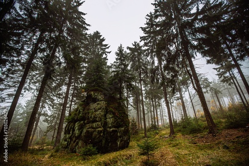 Fototapeta Naklejka Na Ścianę i Meble -  LAS