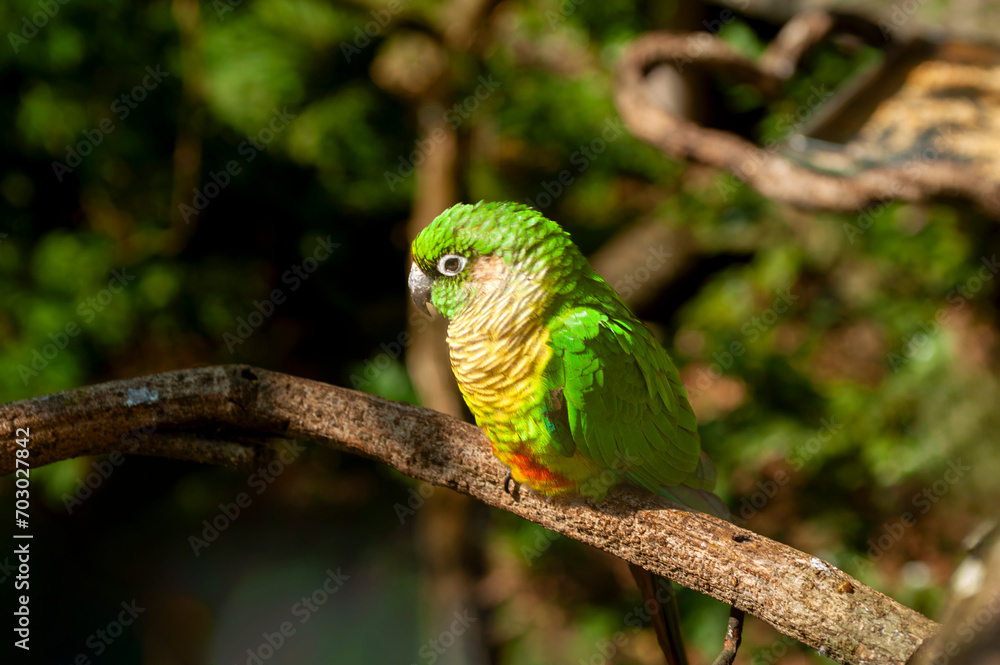 native birds of the jungle of South America, parrots, macaws and toucans with their beautiful colors native birds of the jungle of South America, parrots, macaws and toucans with their beautiful colors