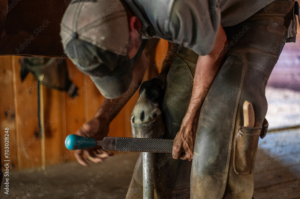 Obraz premium Male farrier trimming bay thoroughbred gelding hoof for shoes in an old rustic barn with wood floors.