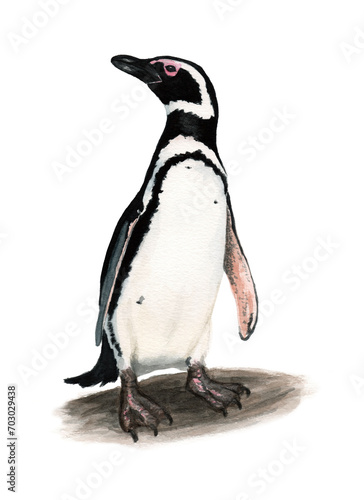 Ilustración en acuarela de Pingüino de Magallanes (Spheniscus magellanicus) Aves de Chile.