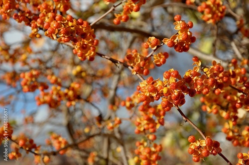 Celastrus Berries, Bittersweet