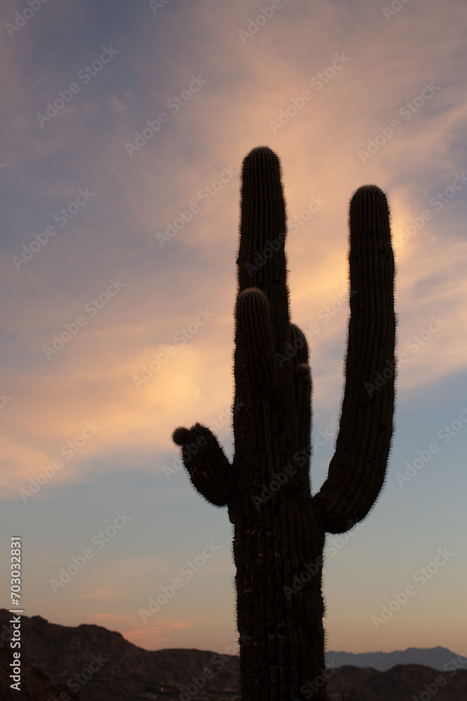 Large mature Saguaro cactus with multiple arms