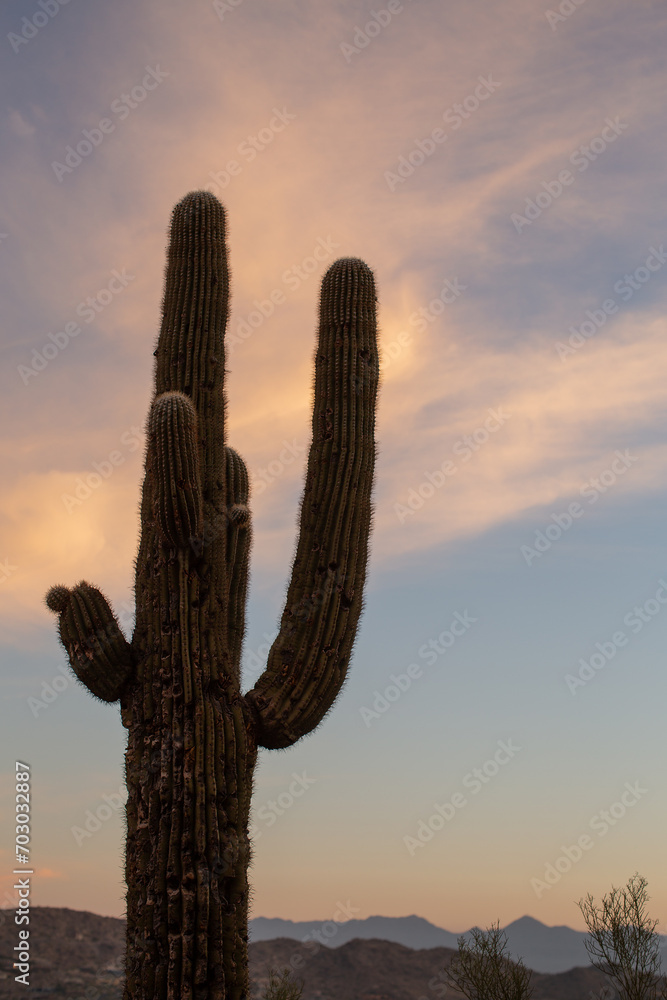Large mature Saguaro cactus with multiple arms