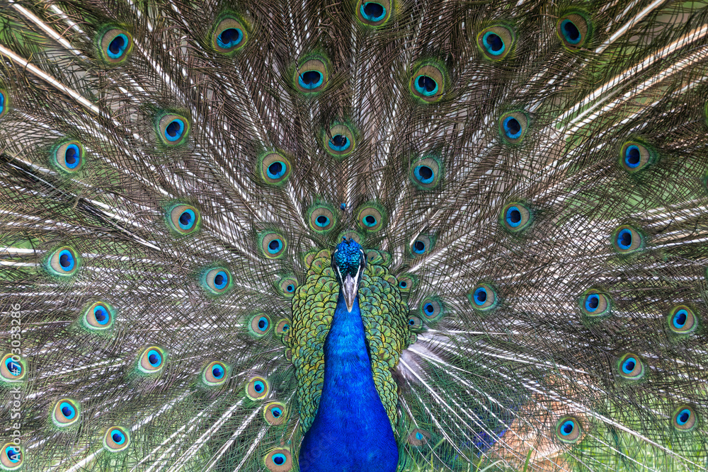 Fototapeta premium Peacock with feathers fanned out - full display