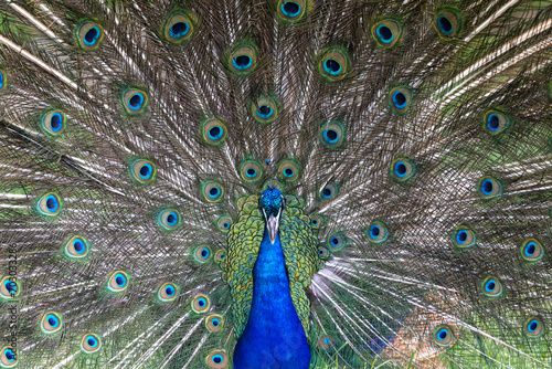 Peacock with feathers fanned out - full display