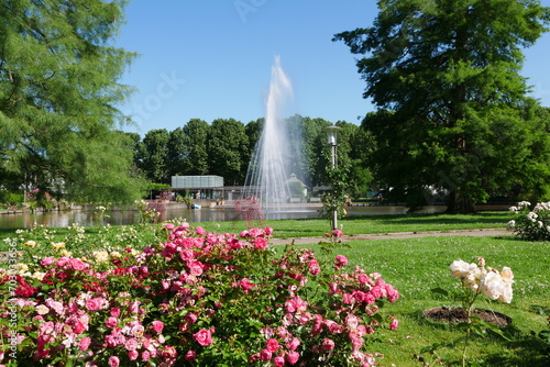 Springbrunnen und Rosen in Europas Rosengarten Zweibrücken