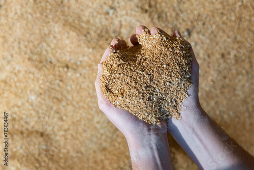 Closeup of handful of soybean hulls in male hands. Concept of organic supplement in production of compound feed for livestock animals photo