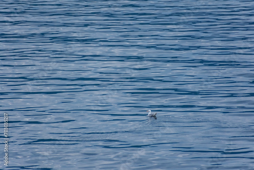 Seagull in the ocean of Senja Island,  Norway