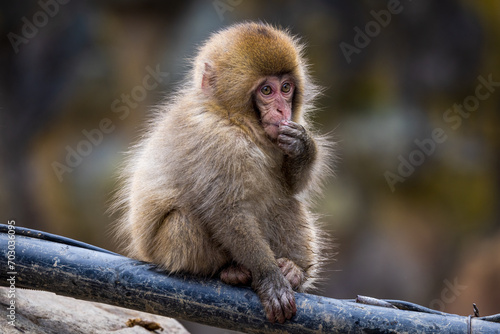 Photography Cute baby Japanese snow monkey