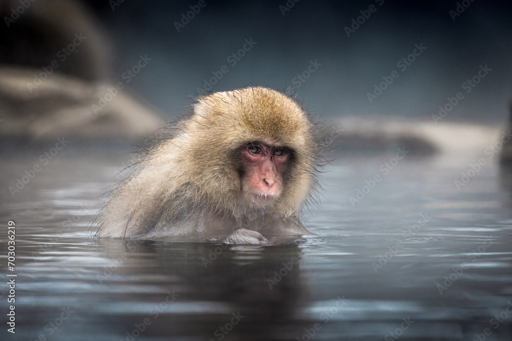 Naklejka premium Cold Monkey bathes in hot spring in Nagano