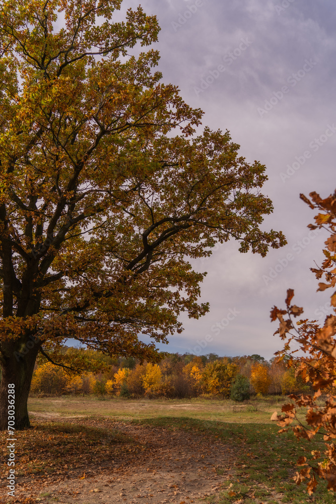 Autumn oak tree with yellow leaves on the ground and cloudy sky