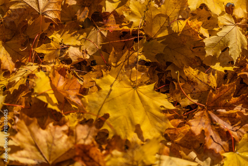 Maple leaves on the ground in the autumn forest close-up