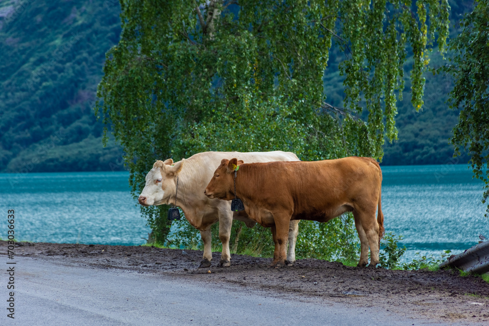 Cows on the lake side of Lovatnet glacial lake , Norway Cows on the lake side of Lovatnet glacial lake , Norway