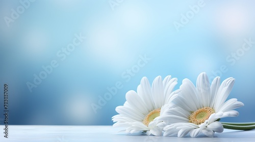 White gerbera daisy on isolated magical bokeh background with copy space for text placement