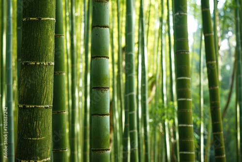 Dense bamboo forest texture with green vertical lines.