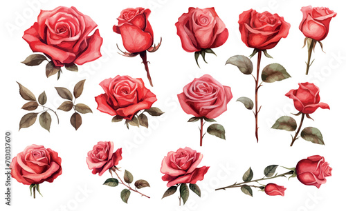 set red rose, beautiful flower on an isolated white background, watercolor vector illustration © 3dwithlove