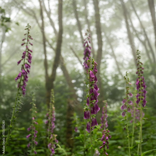 Multiple Stems Of Foxglove Blooms Stand Tall In The Morning Fog