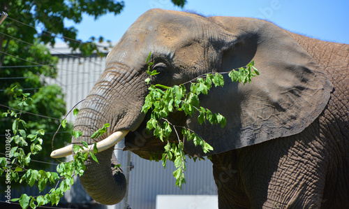 African elephants are elephants of the genus Loxodonta. The genus consists of two extant species: the African bush elephant, L. africana, and the smaller African forest elephant